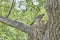 Fledgling chicks Song thrush sitting in nest, life nest with chicks in the wild