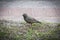 Fledgling Common starling (Sturnus vulgaris) on the grass