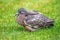 Fledgling Common Woodpigeon - Columba palumbus