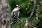 Fledgling Downy Woodpecker