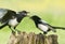 Fledgling European Magpie (pica pica)