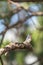 Fledgling Female eastern bluebird Sialia sialis