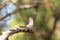 Fledgling Female eastern bluebird Sialia sialis