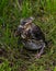 The fledgling Fieldfare