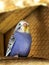 Fledgling mauve budgie