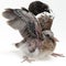 Fledgling pigeon with wings raised