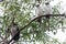 Fledgling Powerful Owls