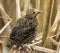 A fledgling red-winged blackbird ready to take on the world.