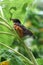 A fledgling robin rests on a multi-branched sunflower plant