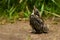 Fledgling robin sitting on a path