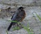Fledgling Robin Or Turns Migratorius On Paved Road