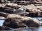 Fledgling Seagull on rocks at Millendreath Beach
