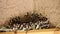 Fledgling sparrows 9524