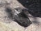 A Fledgling Swallow on a Granite Rock