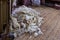 A fleece is on the floor of the shearing shed waiting to be bailed
