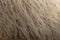 Fleece white,Close up of fleece, exture background