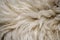 Fleece white,Close up of fleece, exture background