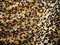 Fleecy brown draped leopard skin fabric