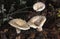 FLEECY MILKCAP lactarius vellereus, NORMANDY IN FRANCE