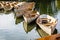 A fleet of rental rowboats bound to one another on a lake