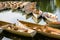 A fleet of rental rowboats bound to one another on a lake