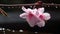 Fleeting Beauty: A Cherry Blossom Petal in a Japanese Garden