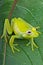 Fleischmann\'s glass frog