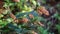 Flemingia strobilifera (luck plant, wild hops, Hedysarum bracteatum)