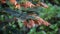 Flemingia strobilifera (luck plant, wild hops, Hedysarum bracteatum)