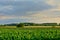 Flemish corn field with forest in the background