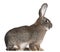 Flemish Giant rabbit