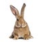 Flemish Giant rabbit, 6 months old