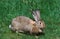 FLEMISH GIANT RABBIT, BREED FROM FLANDERS IN BELGIUM