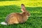 Flemish Giant rabbit, grey