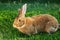 Flemish Giant rabbit, grey, brown natural colour