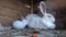 Flemish giant rabbits are sitting and resting