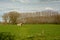 Flemish landscape: meadow with shed and line of trees