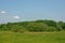 Flemish landscape with meadow with yellow wildflowers and forest in Flanders