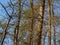 Flemish sunny spruce forest detail on a blue sky