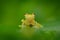 Fleschmanns Glass Frog, Hyalinobatrachium fleischmanni in nature habitat, animal with big yellow eyes, near the forest river. Fro