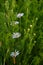 Flesh Flies belong to the family Sarcophagidae. Tripleurospermum inodorum, wild chamomile, mayweed, false chamomile, and Baldr s