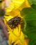 Flesh flies mating on sunflower