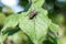Flesh flies are Stripey-backed Flesh Fly sitting in bright sun on green leaf of sick apple tree