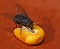 Flesh fly on a corn seed 1