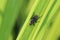 Flesh Fly on Grass Blade