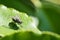 Flesh fly on a green leaf with light and shadow. Hairy legs in black and gray