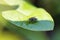 Flesh fly on a green leaf with light and shadow. Hairy legs in black and gray