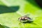 Flesh fly on a green leaf with light and shadow. Hairy legs in black and gray