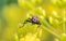 Flesh fly on the leaf.