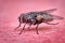 Flesh fly on red surface